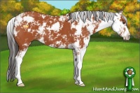Horse Color:Bay Sabino 