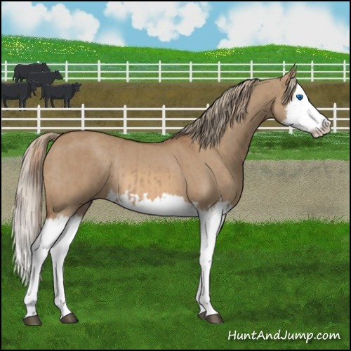 Horse Color:Red Dun Splash  and Red Dun Splash Rabicano 