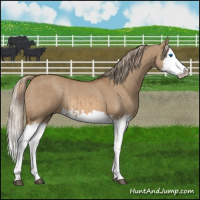 Horse Color:Red Dun Splash  and Red Dun Splash Rabicano 