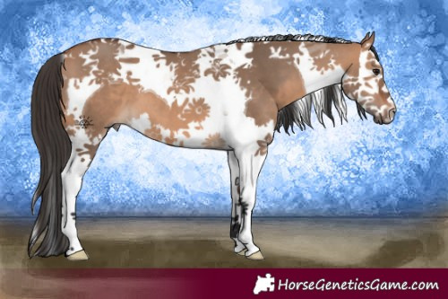Horse Color:Bay Dun Splash Tobiano 