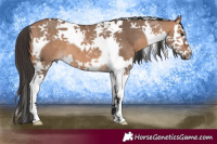 Horse Color:Bay Dun Splash Tobiano