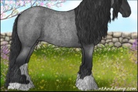 Horse Color:Blue Roan Rabicano 