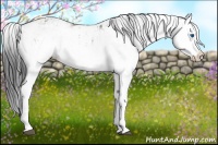 Horse Color:Grullo Sabino Splash  and Grullo Sabino Splash 