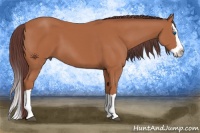 Horse Color:Chocolate Bay Splash 