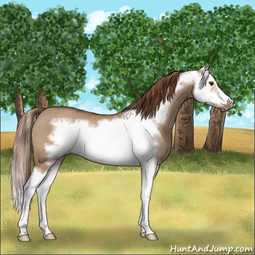 Horse Color:Red Dun Splash Frame Rabicano 