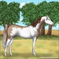 Horse Color:Red Dun Splash Frame Rabicano 