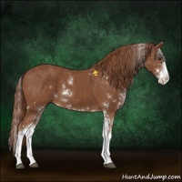 Horse Color:Chestnut Sabino