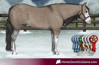 Horse Color:White Spotted Brown Dun 