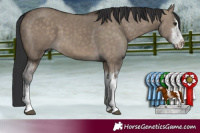Horse Color:White Spotted Brown Dun 