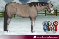 Horse Color:White Spotted Brown Dun