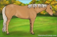 Horse Color:Palomino