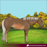 Horse Color:Chocolate Palomino 