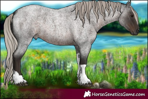 Horse Color:Gray Silver Blue Roan Tobiano 