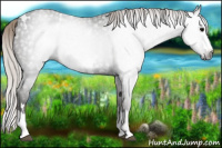 Horse Color:Gray White Spotted Silver Black Splash