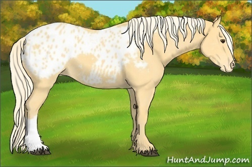 Horse Color:Palomino Appaloosa 