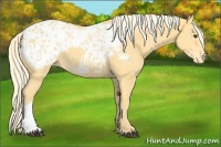 Horse Color:Palomino Appaloosa 
