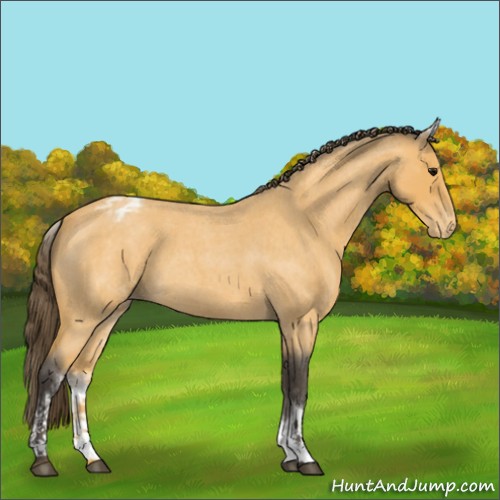 Horse Color:White Spotted Buckskin Roan Appaloosa Rabicano 