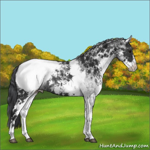 Horse Color:White Spotted Black Snowcap Rabicano