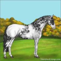 Horse Color:White Spotted Black Appaloosa Rabicano 
