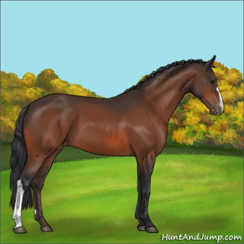 Horse Color:Bay Appaloosa 