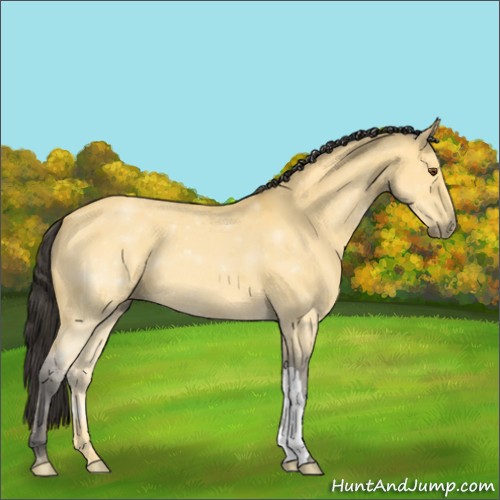 Horse Color:Buckskin Dun 