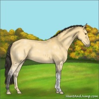 Horse Color:Buckskin Dun 