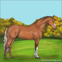 Horse Color:Silver Bay 