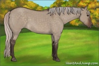 Horse Color:Silver Brown Roan Dun 
