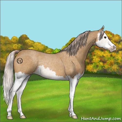 Horse Color:Palomino Roan Splash 