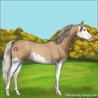 Horse Color:Palomino Roan Splash 