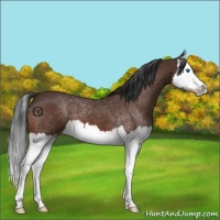 Horse Color:Brown Roan Splash 