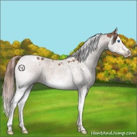 Horse Color:Chestnut Splash Tobiano 