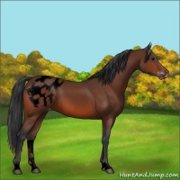 Horse Color:Void Bay Appaloosa
