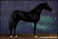 Horse Color:Void White Spotted Bay Splash Appaloosa