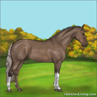 Horse Color:Silver Brown Dun 
