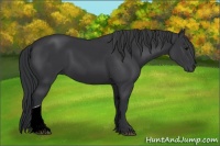 Horse Color:Black Sabino Tobiano