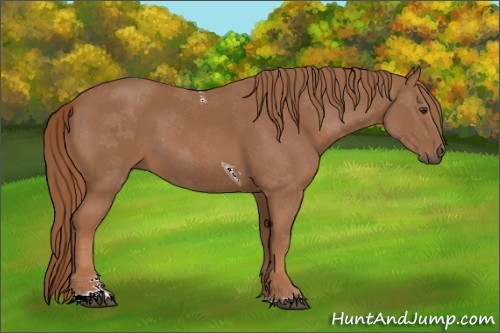 Horse Color:Chestnut Sabino Tobiano