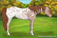 Horse Color:Chestnut Ice Appaloosa 