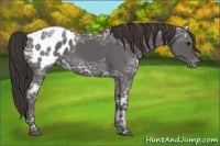 Horse Color:Smoky Black Ice Appaloosa 