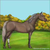Horse Color:Silver Brown Dun Rabicano 