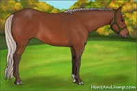 Horse Color:Silver Bay 