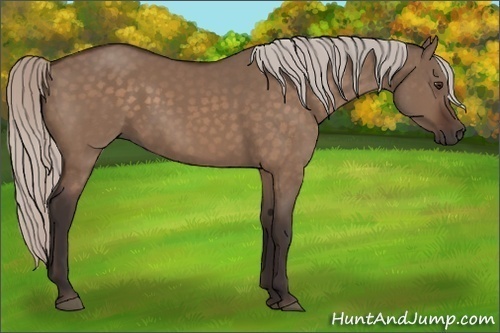 Horse Color:Silver Brown Dun