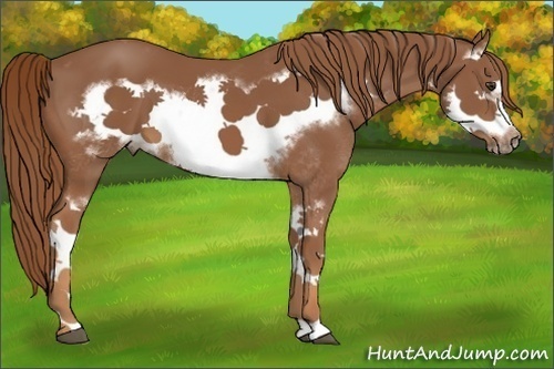 Horse Color:Chestnut Splash Frame 
