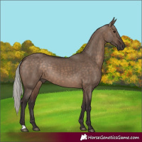 Horse Color:Silver Brown Dun 