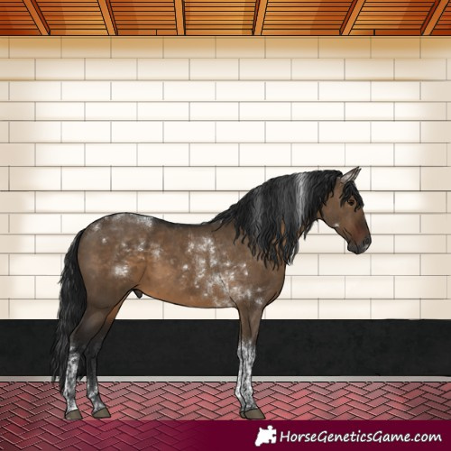 Horse Color:Gray Brown Dun Tobiano Rabicano