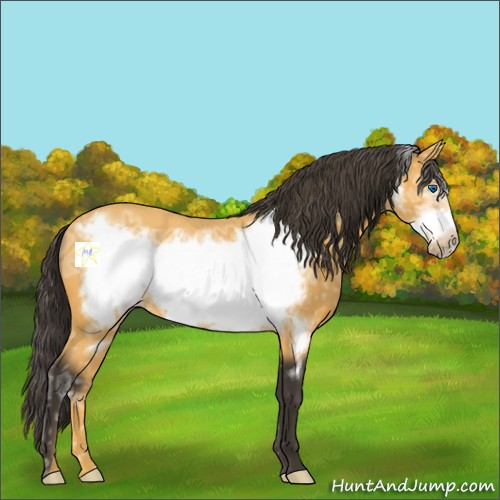 Horse Color:Buckskin Ice Frame 