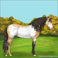 Horse Color:Buckskin Ice Frame 