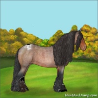 Horse Color:Bay Roan Appaloosa 