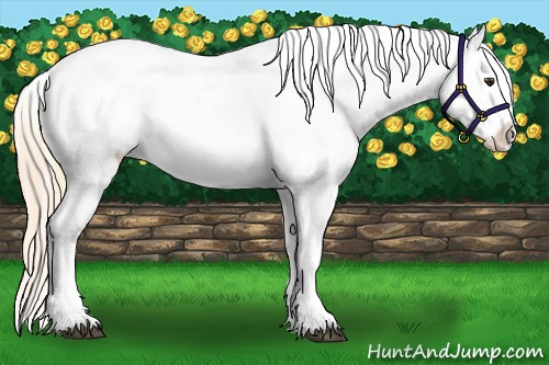 Horse Color:Palomino Leopard