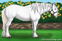 Horse Color:Palomino Leopard 